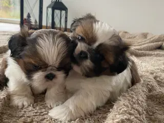 Shih Tzu hvalpe 