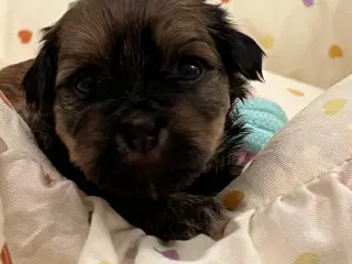 💕Skal Wilma være din 💕