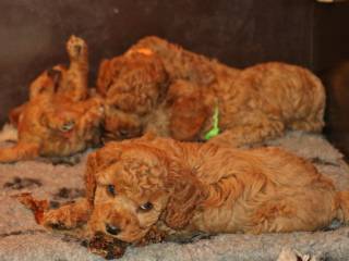 Cavapoo