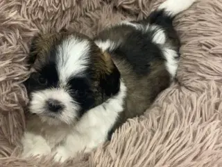 Skønne Shih Tzu hvalpe