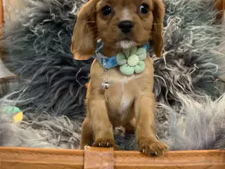 De yndigste cavapoo babyer er rejseklar 