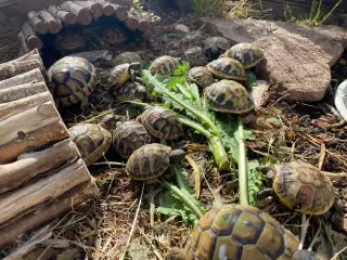 Landskildpadde