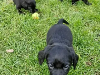 Hundehvalpe springer/labrador blanding 