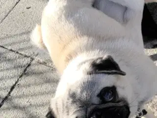 Mops han elsker damer
