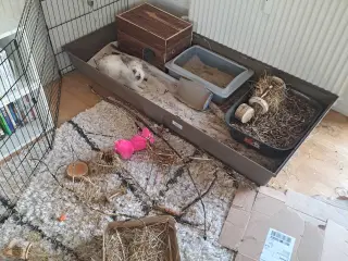 Kanin med ALT tilbehør 