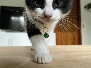 Hun-killing Maine Coon-blanding