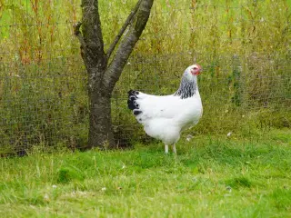 Sussex høner