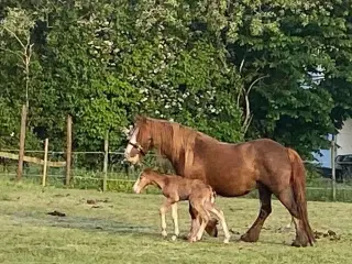 Miniature Irish cob/ Tinker