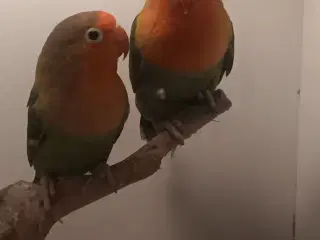 Rødhovdet dværge I grøn 