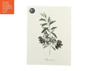 plakat med olivenmotiv, helt ny  (str. 40 x 30 cm)