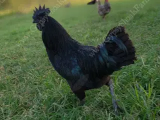 Adam Cemani haner 5 stk 