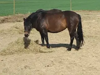 Exmoor pony 