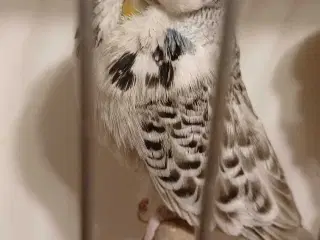 Engelske undulater hun