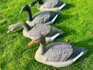 Lokke ænder og gæs