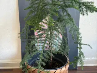 Aracuaria med krukke