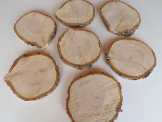 NYE Thuja Træskiver med bark 22-23 cm 