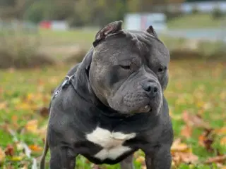 American Bully Hvalpe Abkc STRONG