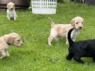 Cockapoo/cockerpoo/doodle