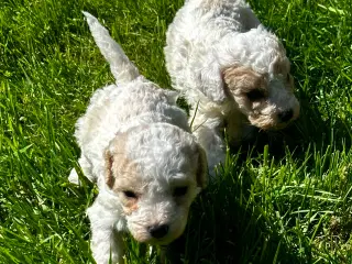 Cavapoo hvalpe 