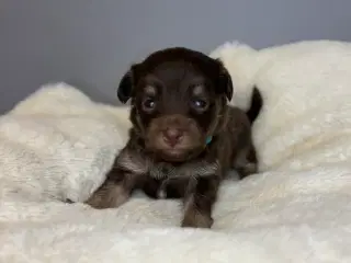  Brune Pomapoo Hvalpe
