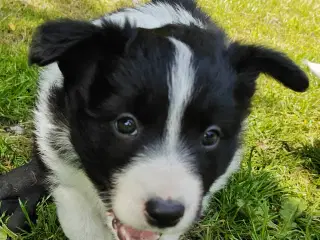 Vidunderlige Border collie hvalpe