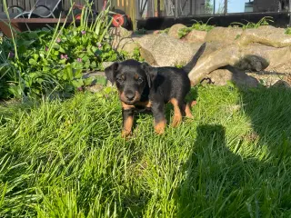 Tysk jagtterrier hvalpe