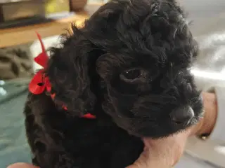 Mini puddel/ chihuahua 