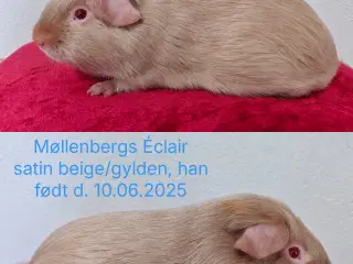 Møllenbergs Opdræt 