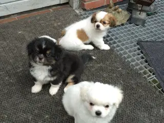 Tibetansk spaniel 