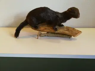 Udstoppet mink (?)