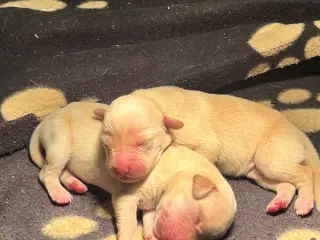 Labrador retrievere efter bedste jagtlinjen (F1) 