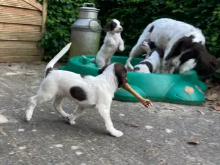 Engelske Springer Spaniel 6 uger
