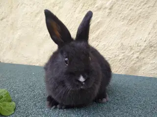 Han unge hollandsk dværg kanin 