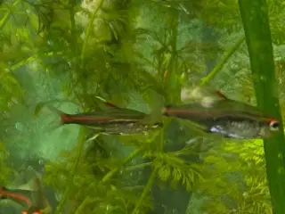 🐠 Glødelys Tetra – flotte, sunde stimefisk ✨