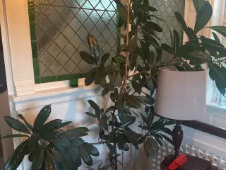Stueplante