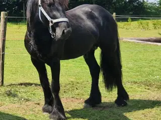 Fell pony hingst