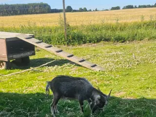 Afrikansk dværgged 
