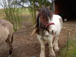 3 årige Irish Cob, tinker hoppe