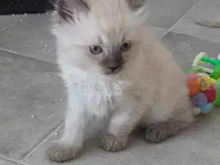 De Skønneste Ragdoll Killinger Søger Kærlige Hjem