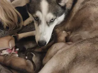 Ægte Siberian Husky.