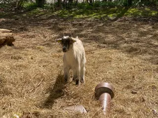 Gedebuk (ikke kastreret)
