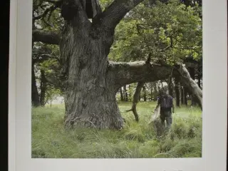 nordfyns natur en trængt natur i et smukt landskab