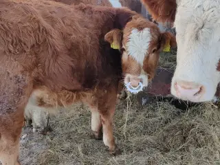 Simmental tyrekalv sælges