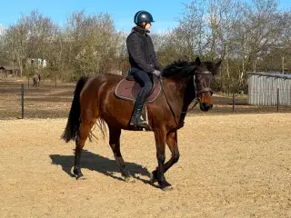 Talentfuld, men svær pony