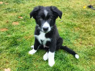 Border Collie/Australian Shepherd. 