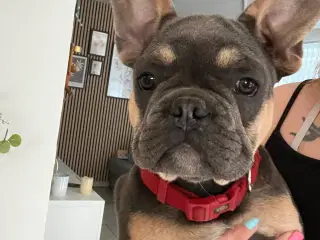 Fransk bulldog hvalp