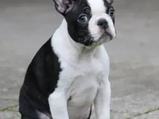 🌟 Boston Terrier hvalpe – DKK – Rejseklare
