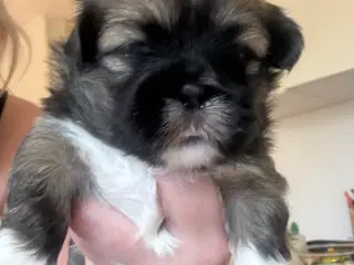 Lhasa Apso hvalpe 