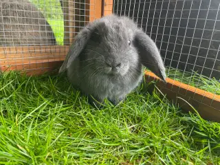 Lionlop hankanin