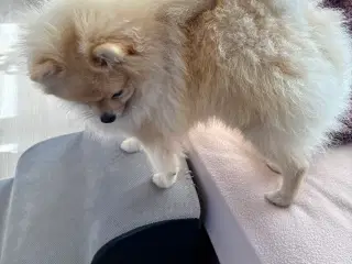 Pomeranian 
